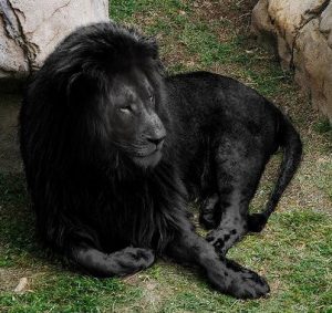 Black Lion Leo Sign